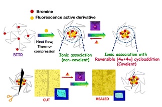 Reversible dual crosslinking in anthracenyl functionalized butyl elastomers based on ionic interaction and (4 + 4) cycloaddition mechanisms